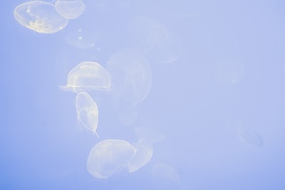 透明水母群